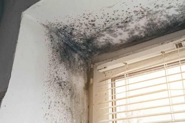 Affordable Bathroom Mold Removal solutions in Cairnbrook, PA